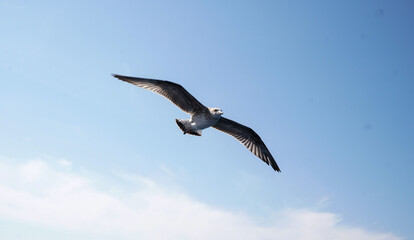 Seagull flying in a clear blue sky.