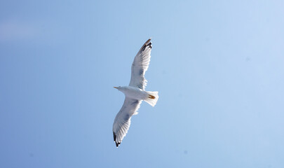 Seagull flying in a clear blue sky.