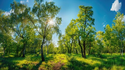 Fototapeta premium Forest panorama. Generative AI