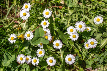 Wild daisies in grass, soft focus close up