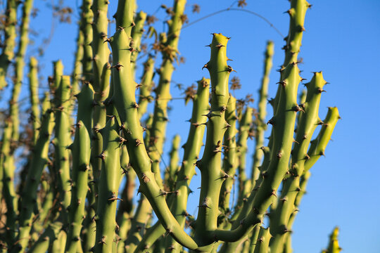 Euphorbia caducifolia Thhor, Euphorbia caducifolia, the mascot of Thar desert,the multi-stemmed plant is often termed as cactus. at gir forest gujarat India. danda thor plant or Euphorbia Caducifolia.