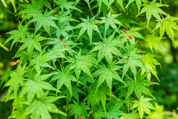 Green leaves natural background after rain. tree leaves in spring.
