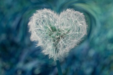 heart dandelion in the meadow