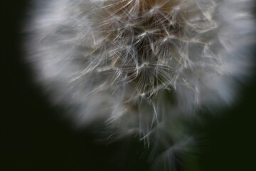 dandelion seed head