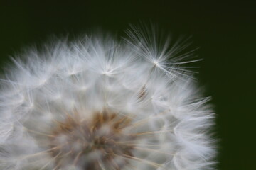 dandelion seed head