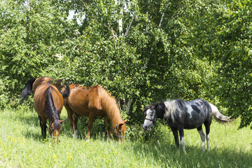 Grey and brown horses are eating fresh grass at the edge of the forest