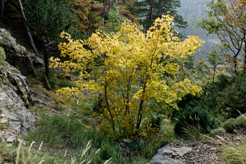 Árbol está amarillo durante el otoño en el parque nacional de Ordesa.