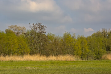 Obraz premium Summer landscape in the marsh of Bourgoyen nature reserve, Ghent, Flanders, Belgium 