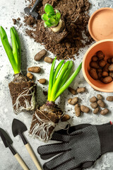 Hyacinth bulbs in the process of transplanting into a pot. The process of planting seedlings of...