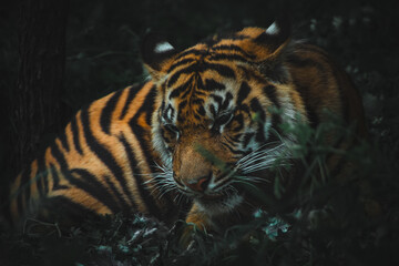 Closeup of a tiger in the shadows