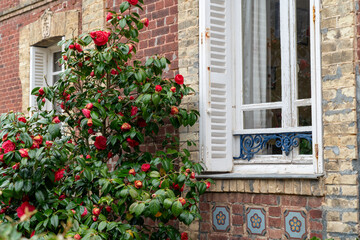Red rose or camellia bush in front of the window with white wooden shutters in the garden of an...