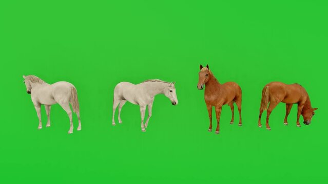 4 horses on green screen background chromakey eating in brown and white horse farm 3D animal rendering
