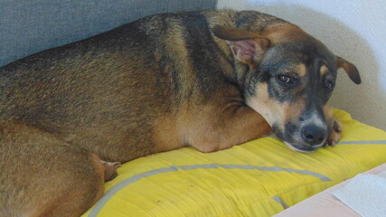 Un jeune chien dort sur le sofa