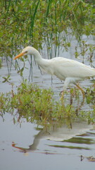 Une aigrette blanche se reflète dans un étang