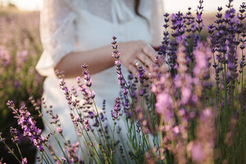 Beautiful female holding purple flowers lavender in field at sunset. Girl hands collect lavender....