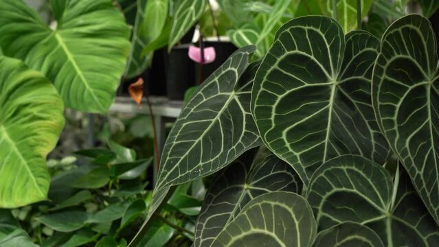 Anthurium clarinervium leaves tropical garden indoor plants heartleaves anthurium 4k