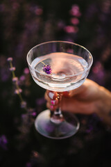 Hand girl holding glass of white wine with lavender sprig in purple lavender field. Cocktail in woman hand among violet flowers with sunlight on summer day. Provence. Romantic time at sunset. Closeup