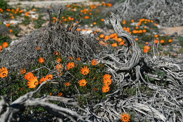 Orange Gazania flowers growing over dead branch and twigs