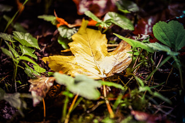Blätter und Wald im Herbst