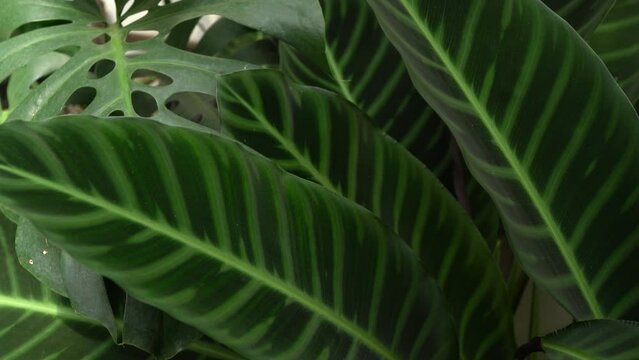 close up calathea leaves greenery dark foliage