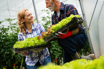 Farmer harvest or inspect farm products quality and fresh vegetables in greenhouse.
