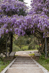Beautiful wisteria blooming flower in early spring