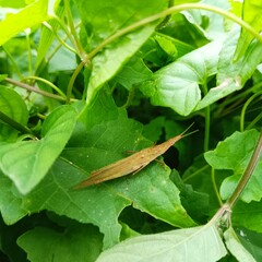 photo of steamed grasshoppers perched on leaves