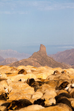 Ganado de ovejas en trashumancia en la cumbre de la isla de Gran Canaria, España