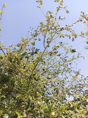 leaves of a tree,green tree
,leaves on a tree,


tree, sky, nature, spring, branch, leaf, leaves, plant, blue, flower, trees, summer, garden,
 branches, blossom, foliage, sun, bloom, forest, blooming,