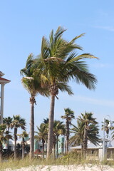 Vertical of palm trees on the beach