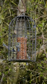 Vertical Video of Blue Tits Feeding on a Bird feeder