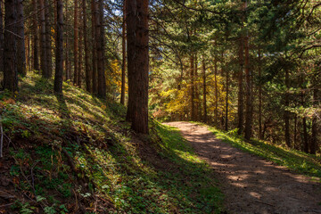 footpath in the woods