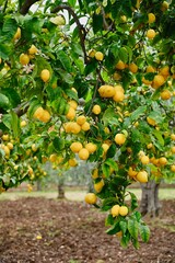Citrus Lemon tree with yellow lemons. Gargano, Italy, Europe. 