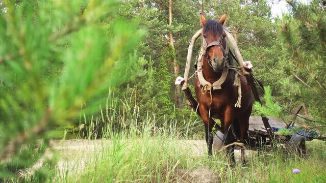 bay horse, harnessed to a wooden cart