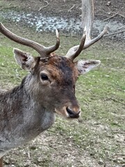 Close-up of the muzzle of a young deer. A deer with antlers walks in the forest. Large horned...