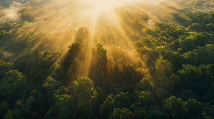 Fototapeta na wymiar The sun rays pierce through the forest creating a magical atmosphere