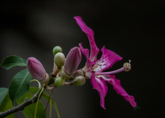 Silk floss flower, pink color in the garden