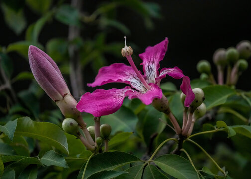 Silk floss flower, pink color in the garden