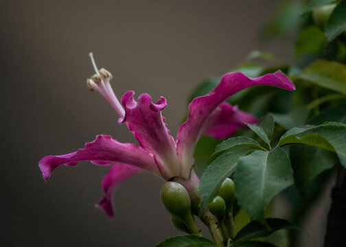 Silk floss flower, pink color in the garden
