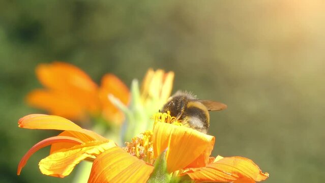 Bumblebee on flower calendula