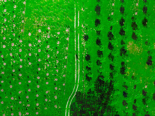 Aerial view of a man standing in a green field.