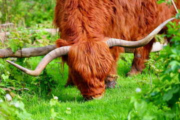 The free-ranging Scottish Highland Cow in dutch forest area, The Park Lage Bergse Bos, South...