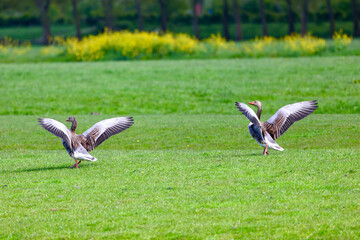 Obraz na płótnie Canvas Wild geese in the green grass. Spring time. 