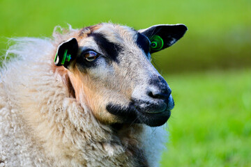 Dutch sheep on pasture. A farmland landscape in Holland. The farm is near Delft city. Delfgauw is a city in South Holland, The Netherlands.