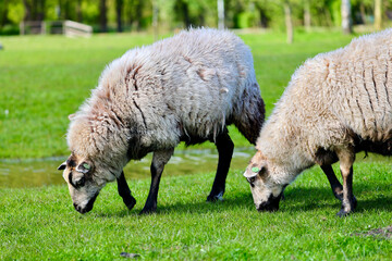 Dutch sheep on pasture. A farmland landscape in Holland. The farm is near Delft city. Delfgauw is a city in South Holland, The Netherlands.