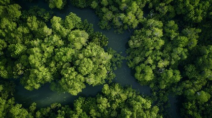 Naklejka premium Aerial scene of a lush forest with river amidst terrestrial plants and trees