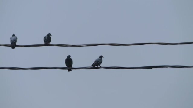 pigeons sitting on electric wires