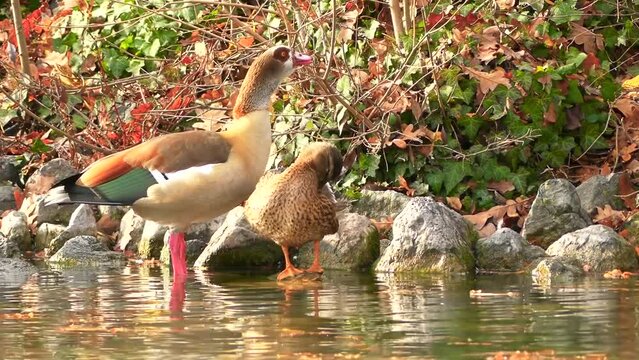 Nile goose or Egyptian goose (Alopochen aegyptiaca) is a species of anseriform bird of the African duck family native to Africa, the only one of its kind currently not extinct.