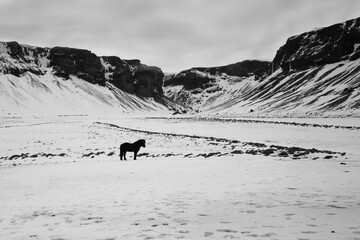 paysage islande noir et blanc cheval