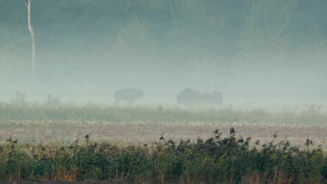 Silhouetted Bison Magic: Family Playtime in Autumn